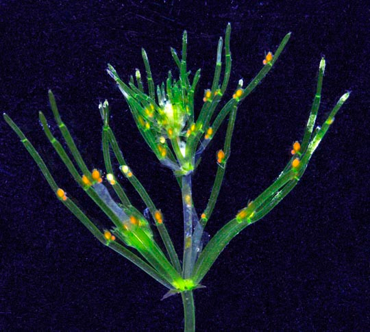 シャジクモChara braunii