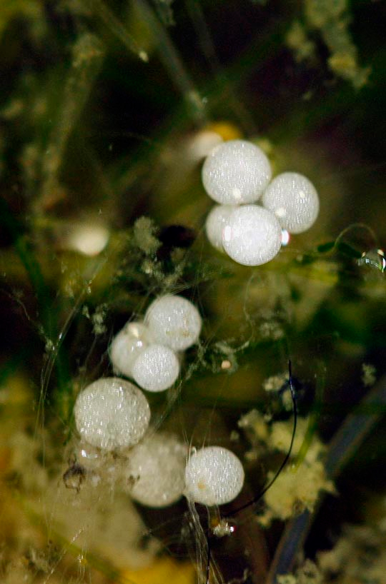 汽水域に生育するシラタマモ