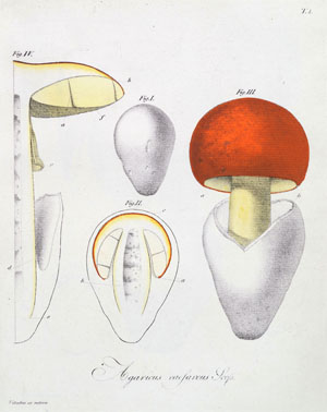 セイヨウタマゴタケ