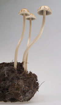 ヒメシバフタケ