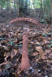 チャオニテングタケ