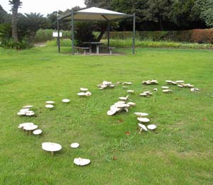 オオシロカラカサタケ