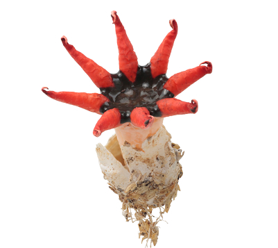 アカヒトデタケ