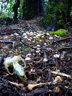 死体跡のきのこ