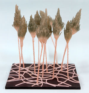 チーズを作るカビ