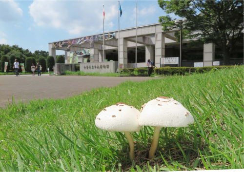 オオシロカラカサタケ