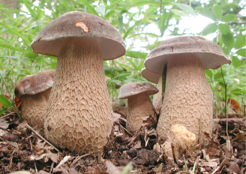 ヤマドリタケモドキ