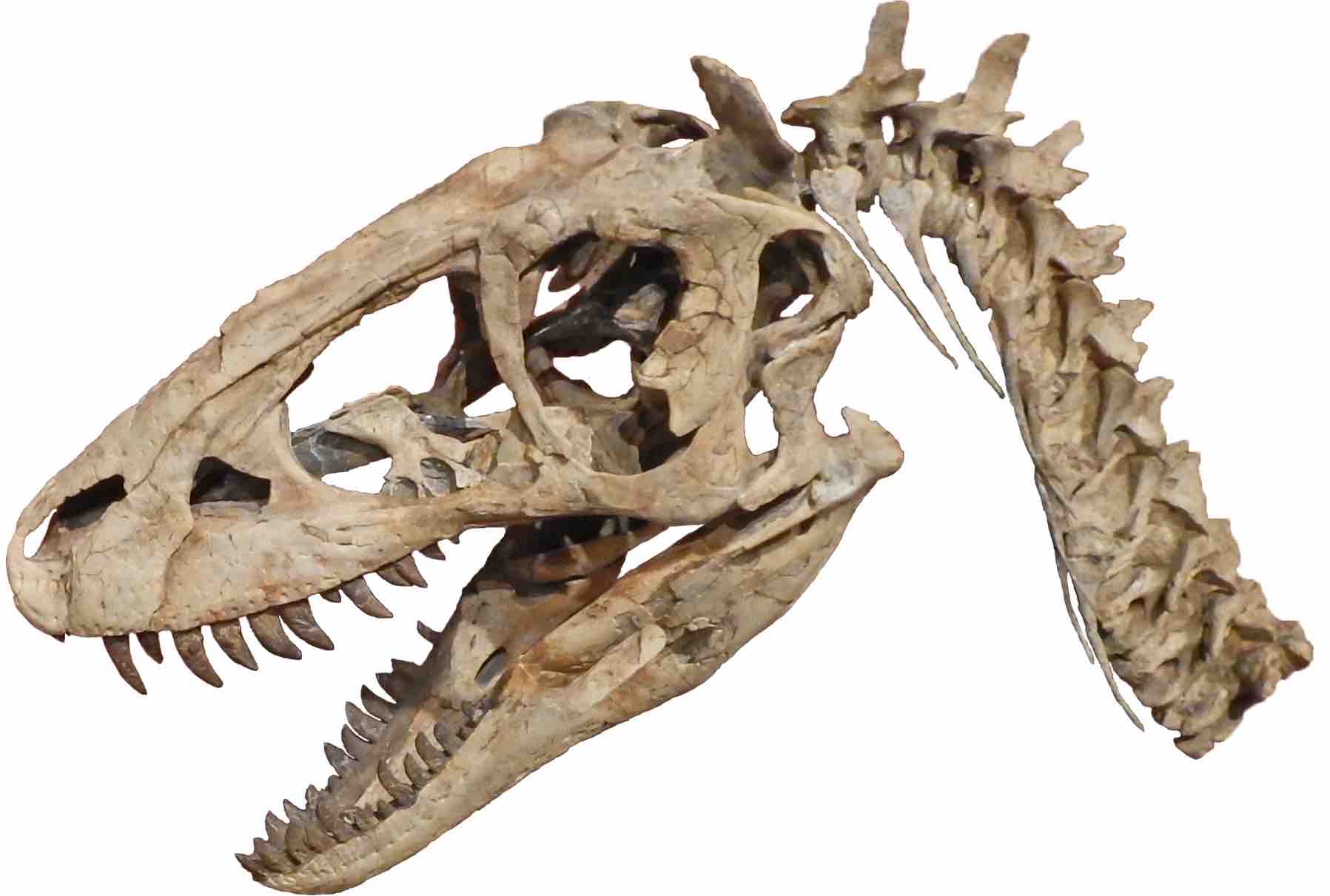 タルボサウルス