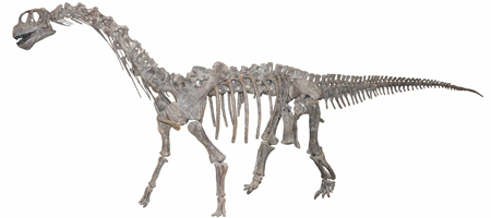 カマラサウルス