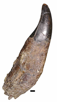 ティラノサウルス