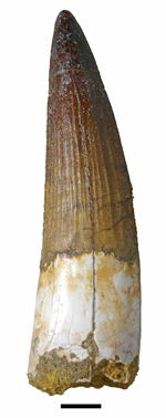 スピノサウルス