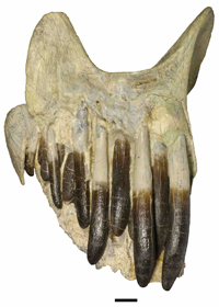 ディプロドクス