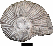 ホルコディスクス