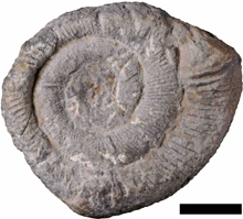 ネオシレステス