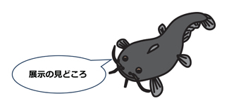 展示の見どころ