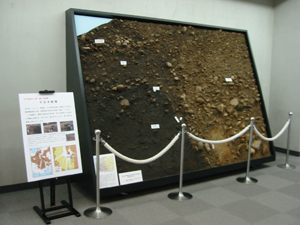 地層のはぎ取り標本