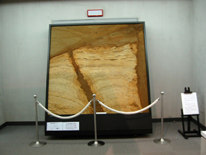 地層のはぎ取り標本