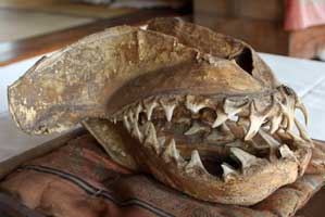 印旛沼の真蛇骨　寺院蔵