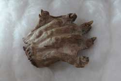 河童の手　熊本県・志岐八幡宮蔵 