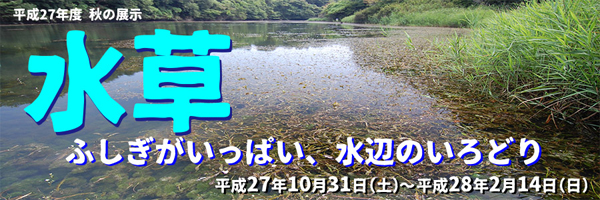 平成27年度 秋の丹治「水草」