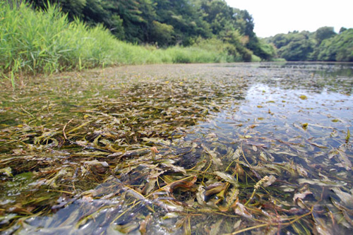 ため池沈水