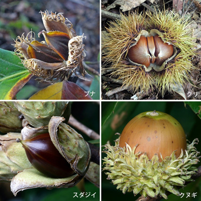 どんぐりと殻斗