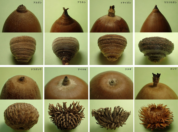 カシ・ナラ類のどんぐりの先端と殻斗（かくと）