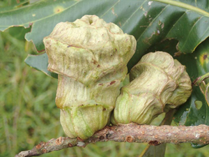 殻斗(かくと)に覆われたどんぐり