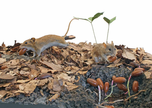 コナラのどんぐりを運ぶアカネズミ