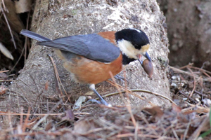 スダジイのどんぐりをくわえるヤマガラ