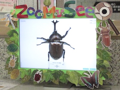 カブトムシを選ぶ