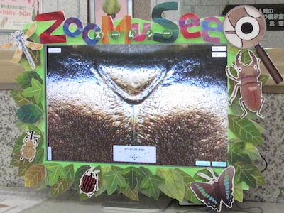 「＋」ボタンを押す