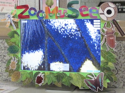 鱗粉のひとつひとつまで