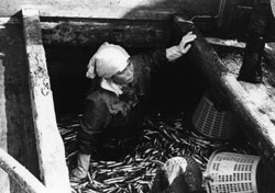 イワシが満載の船で働く女