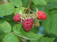 ラズベリー