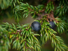 ジュニパーベリー(ミヤマネズ)