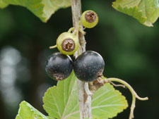 ブラックカラント