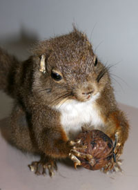 ナッツを食べるリス