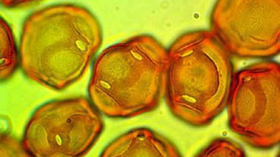 ハンノキの花粉