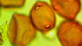 イヌシデの花粉