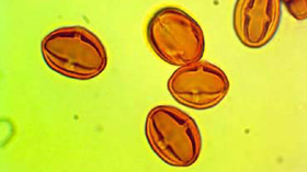 スダジイの花粉