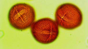 アカメガシワの花粉