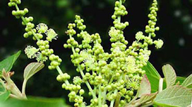 アカメガシワの雄花