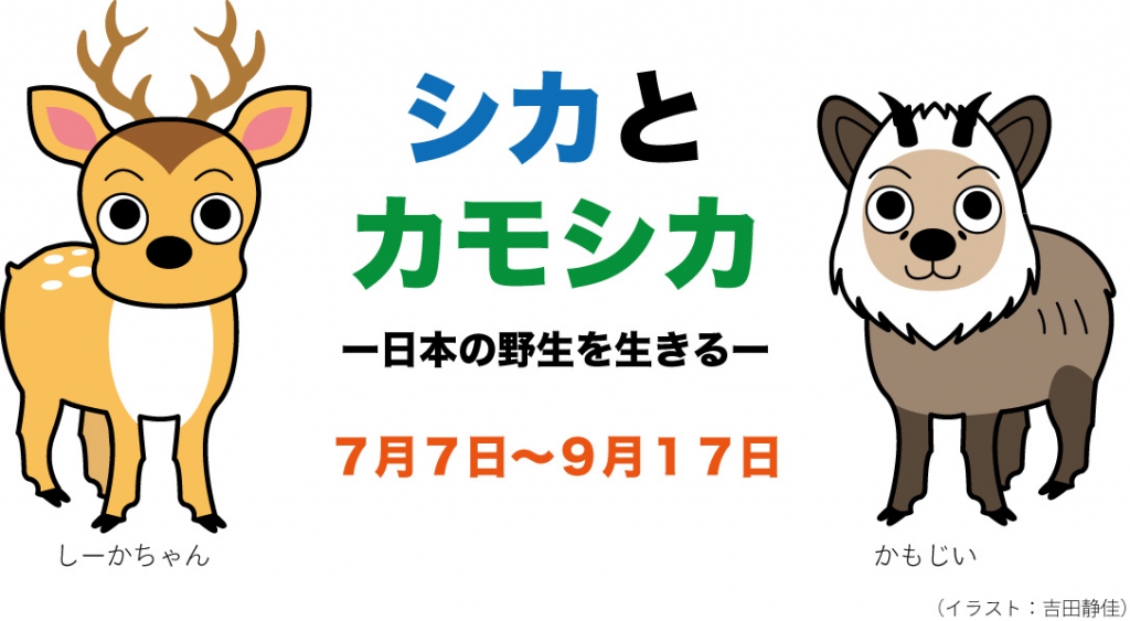 平成24年度企画展　シカとカモシカ