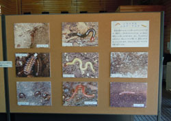 いろいろなムカデとヤスデパネル1