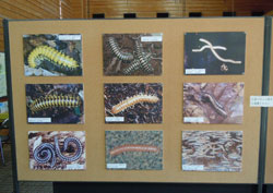 いろいろなムカデとヤスデパネル2