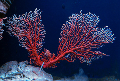 モモイロサンゴ