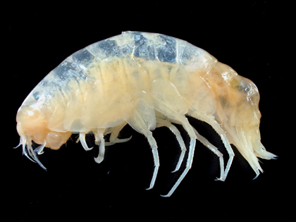 カイコウオオソコエビ