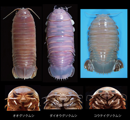 オオグソクムシ３種