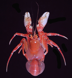 イソギンチャクをはがした状態